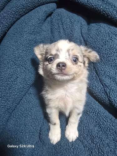 Chihuahua pelo largo merle - Imagen 3