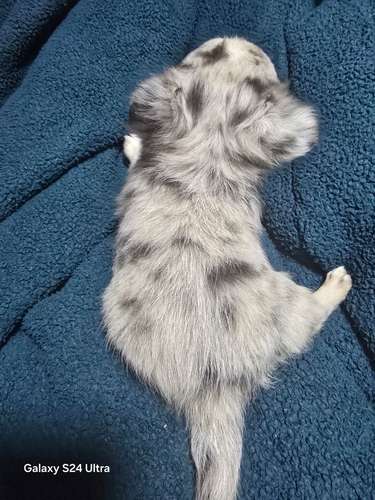 Chihuahua macho merle pelo largo - Imagen 2