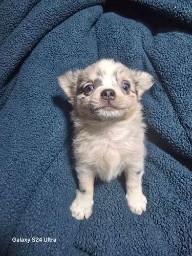 Chihuahua macho merle pelo largo