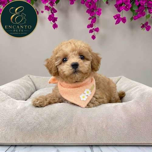 Cachorro MALTIPOO disponible - Imagen 5