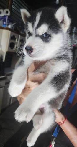 Cachorros Husky - Imagen 5