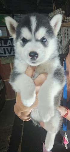 Cachorros Husky