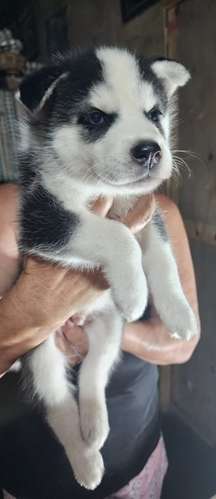Cachorros Husky - Imagen 4