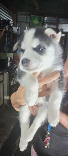 Cachorros Husky - Imagen 3