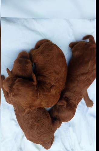 Se venden dos perritos french machos de toda la genética roja