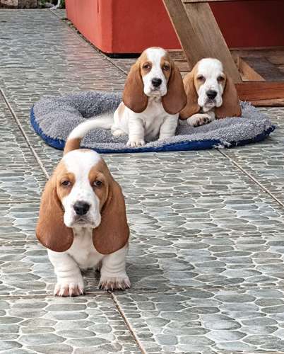 BASSET HOUND