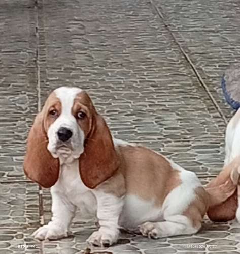 BASSET HOUND - Imagen 2