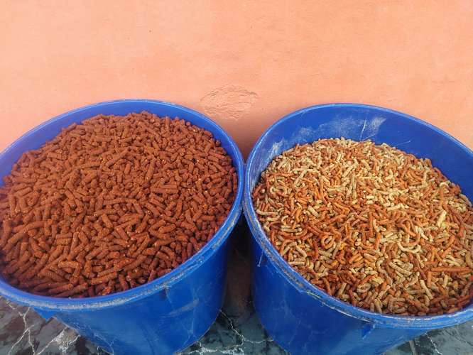 Alimento para peces de acuario  - Imagen 3