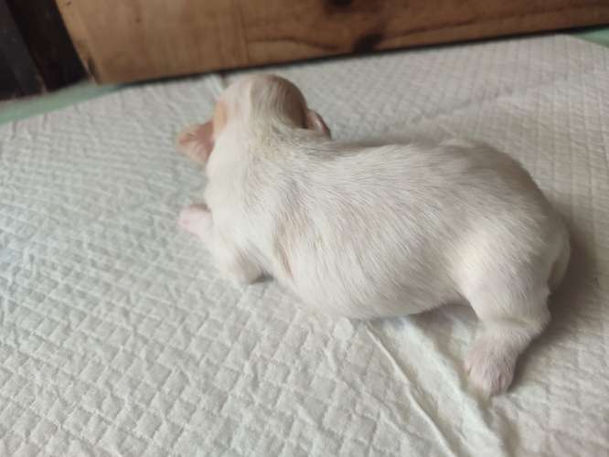 Pequines maltés dos hembras dos machos