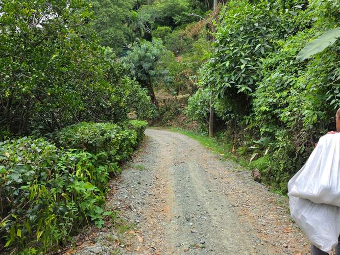 Finca de Oportunidad con Casa en Bajos de Jorco, Palmichal de Acosta, San José - Imagen 19