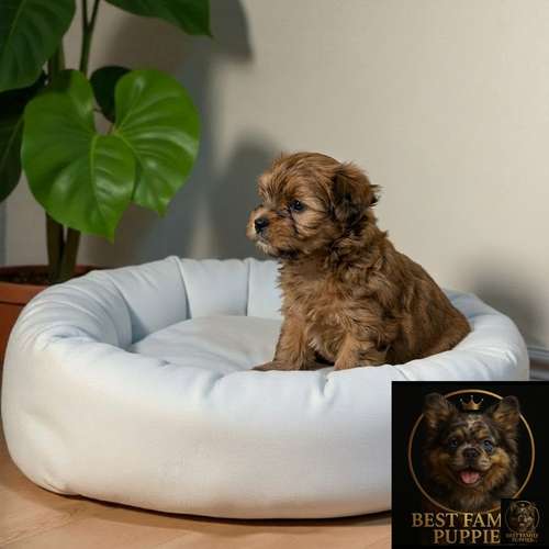 Cachorro Pequinés Maltés / Pekingese Maltese Mix disponible