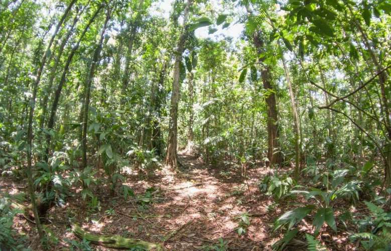 Se vende terreno para inversión de 300 ha en Cariari, Guápiles (FAU) - Imagen 2