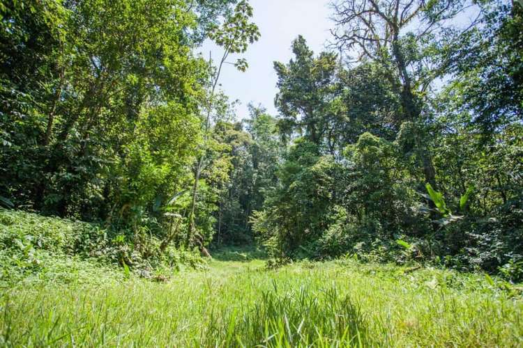 Se vende terreno para inversión de 300 ha en Cariari, Guápiles (FAU) - Imagen 3