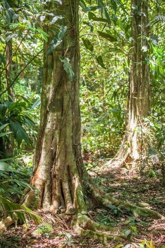 Se vende terreno para inversión de 300 ha en Cariari, Guápiles (FAU) - Imagen 5