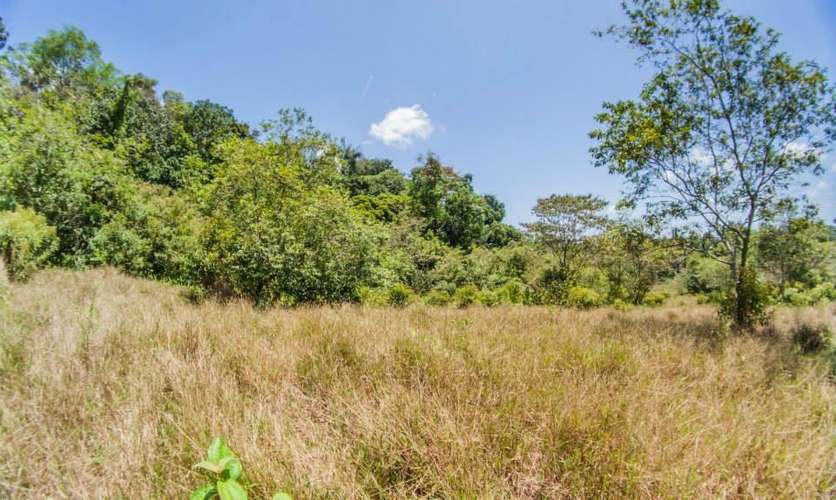 Se vende terreno para inversión de 300 ha en Cariari, Guápiles (FAU) - Imagen 9