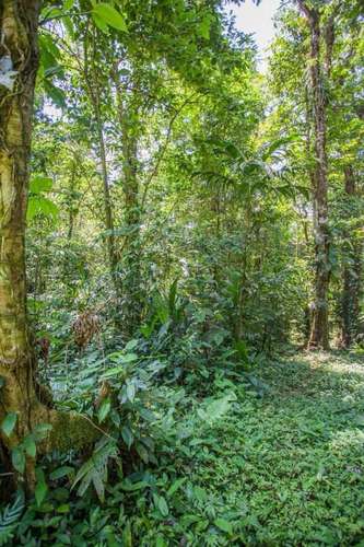 Se vende terreno para inversión de 300 ha en Cariari, Guápiles (FAU) - Imagen 7