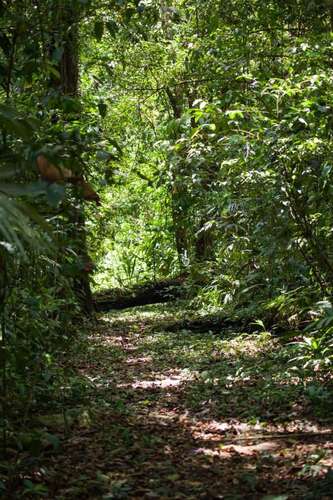 Se vende terreno para inversión de 300 ha en Cariari, Guápiles (FAU) - Imagen 10
