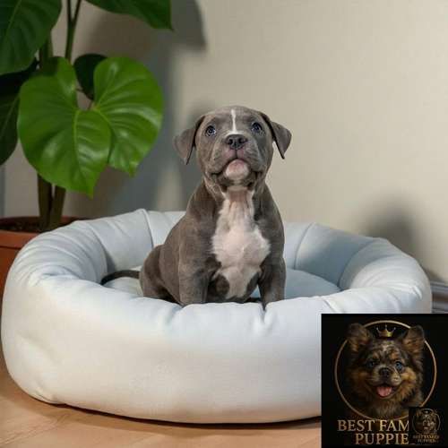 Cachorro AMERICAN STAFFORD disponible