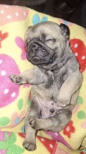Es perrito tiene dos meses