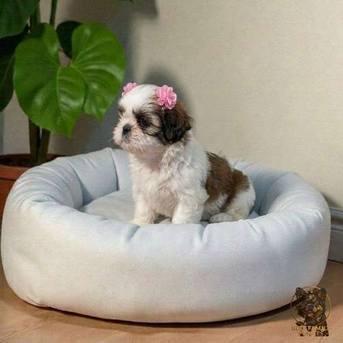 Cachorro SHIH TZU disponible - Imagen 8