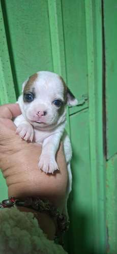 Bello machito chihuahua mini  - Imagen 2