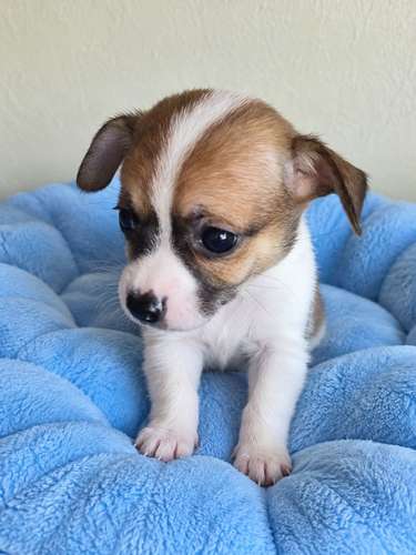 Machito chihuahua mini 
