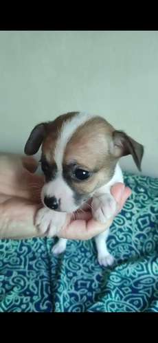 Machito chihuahua mini  - Imagen 2