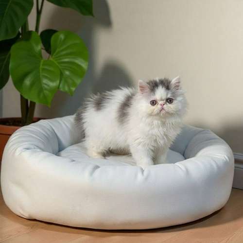 Gatito PERSA disponible