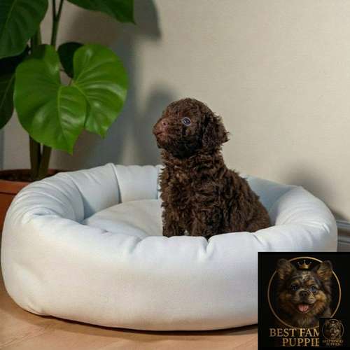 Cachorro FRENCH POODLE CHOCOLATE MINIATURA disponible