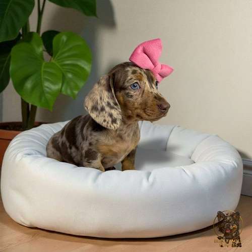 Cachorro Salchicha Miniatura Arlequín Chocolate / Miniature Dachshund Dapple Chocolate disponible - Imagen 6