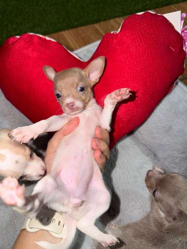 Chihuahua Mini Toy Cabeza de Manzana  - Imagen 3