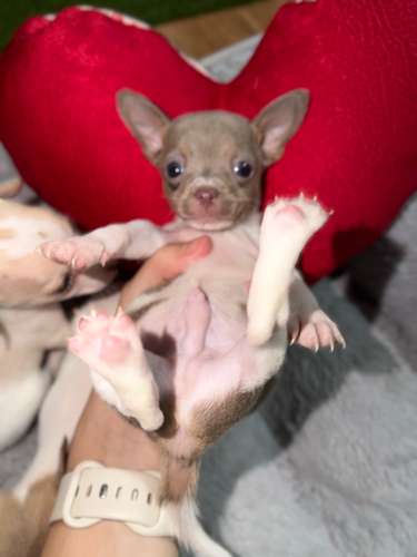 Chihuahua Mini Toy Cabeza de Manzana  - Imagen 5