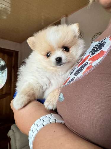 Cachorro Macho Pomerania