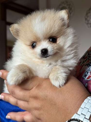 Cachorro Macho Pomerania