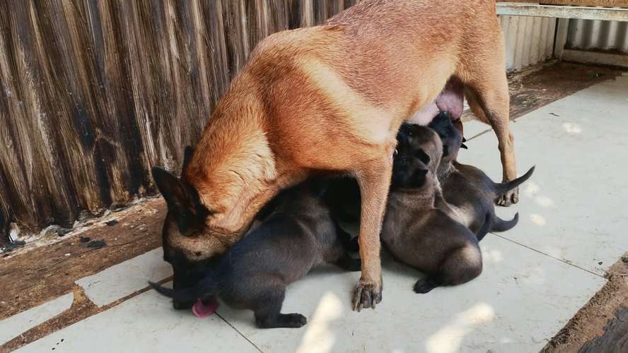 Pastor belga malinois - Imagen 6