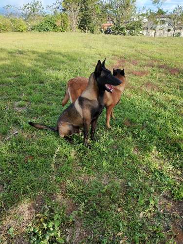 Pastor belga malinois - Imagen 5