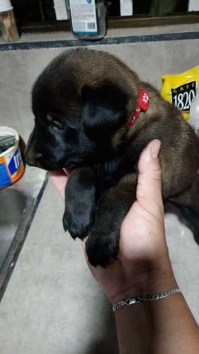 Pastor belga malinois - Imagen 4