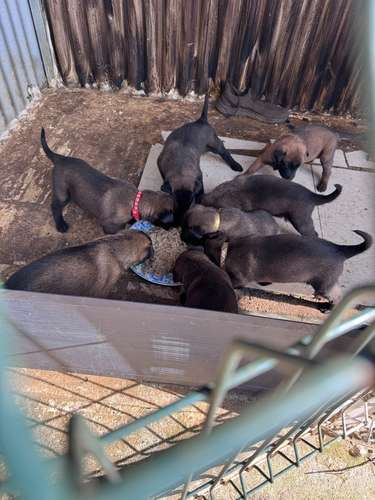 Pastor belga malinois - Imagen 2