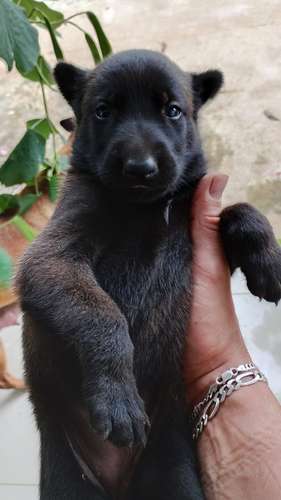Pastor belga malinois - Imagen 3