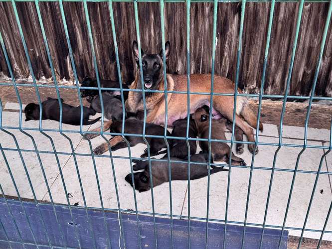 Pastor belga malinois - Imagen 7