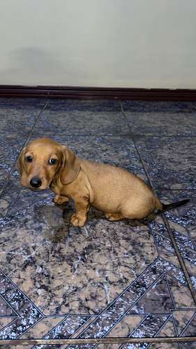 Se venden salchichas  - Imagen 3