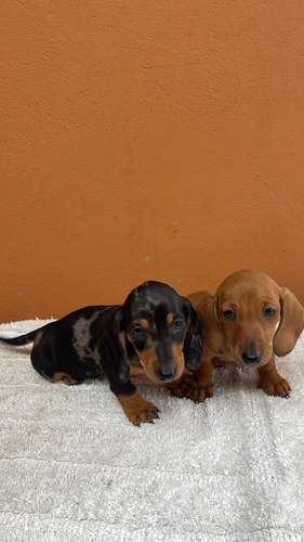 Se venden salchichas  - Imagen 2