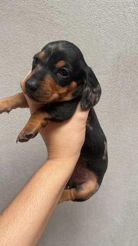 Se venden salchichas  - Imagen 4