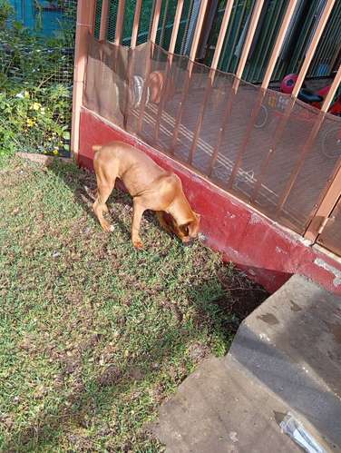 Bóxer cachorro 