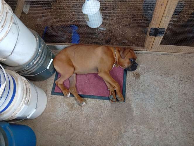 Bóxer cachorro 