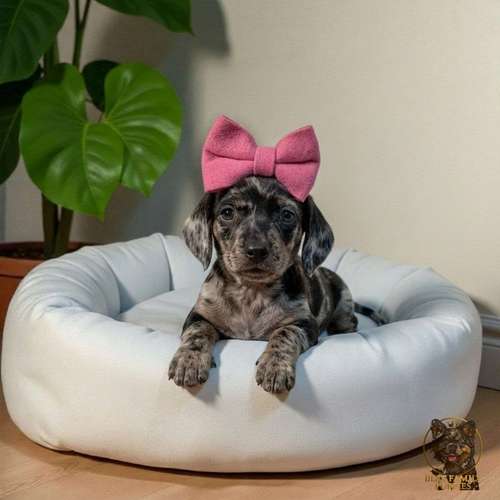 Cachorro Salchicha Miniatura Arlequín Plata / Miniature Dachshund Dapple Silver disponible - Imagen 5