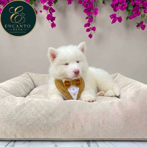 Cachorro HUSKY SIBERIANO disponible
