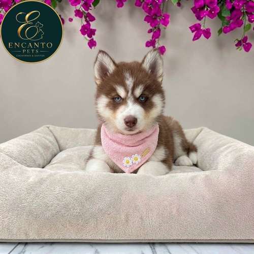 Cachorro HUSKY SIBERIANO disponible