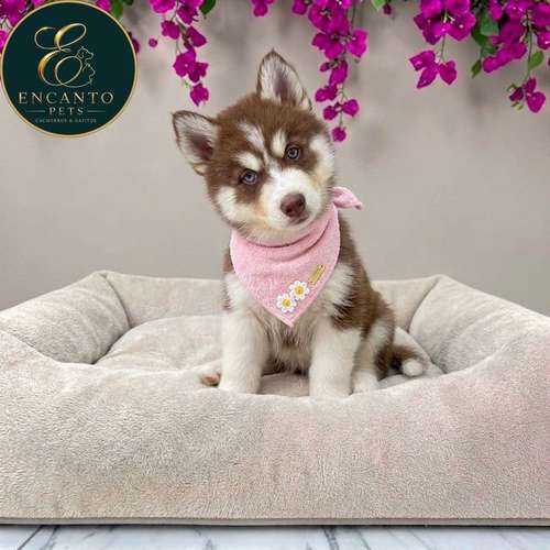 Cachorro HUSKY SIBERIANO disponible