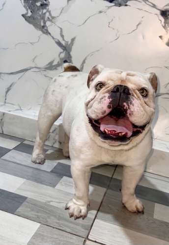 HERMOSO MACHO BULLDOG INGLES 